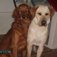 MIS DOS ORGULLOS  FIELES CARINOSOS Y HERMOSSOS

EL LABRADOR Y GOLDEN  LAS MEJRES MASCOTAS